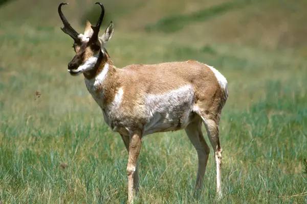 Bovids IELTS Reading