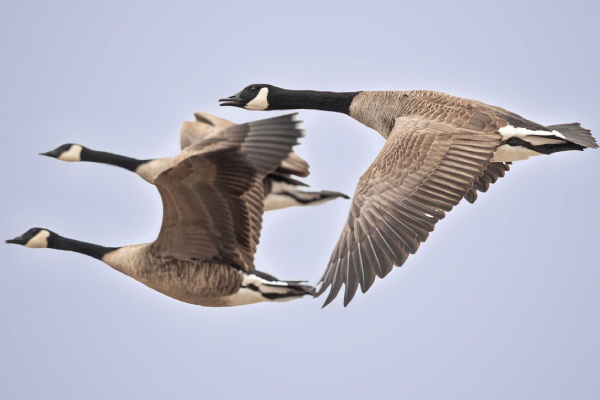 Bird migration IELTS Reading