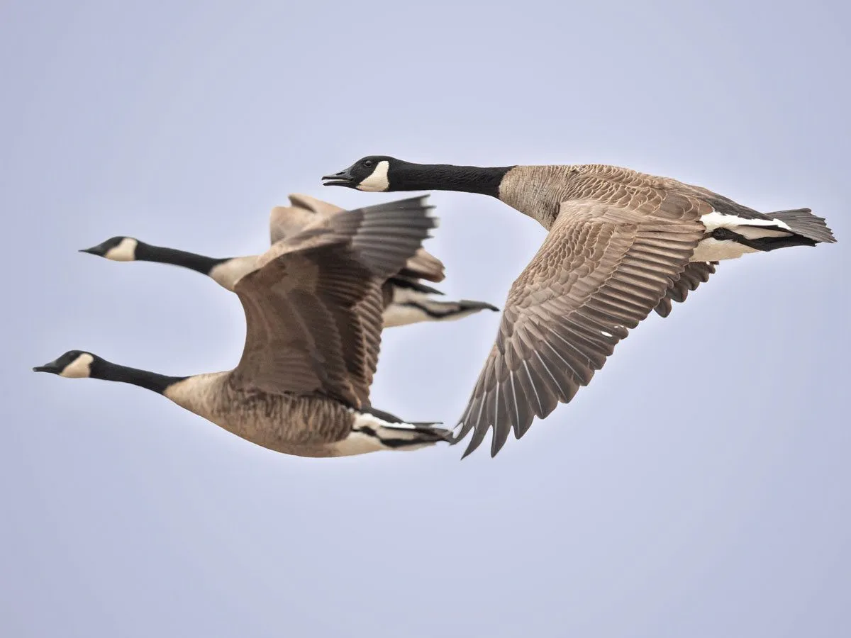 Bird migration IELTS Reading