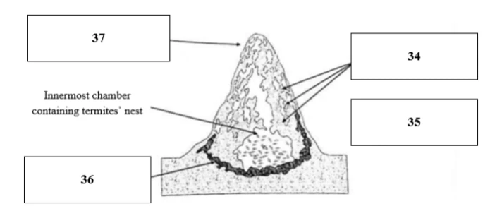 Đề thi IELTS Reading termine mounds