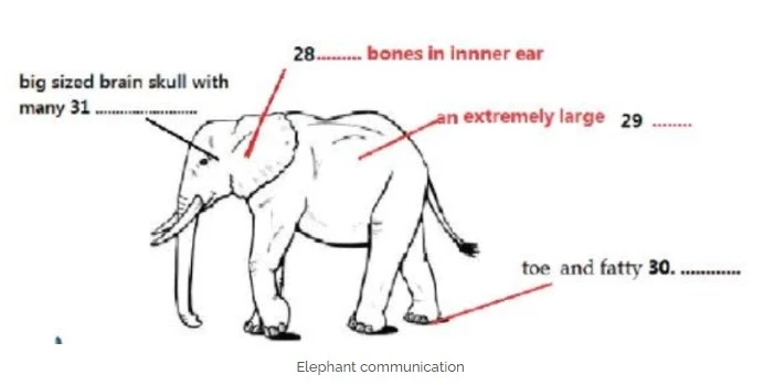Elephant Communication IELTS Reading