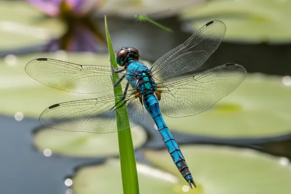 Odonata - IELTS reading passage about dragonflies