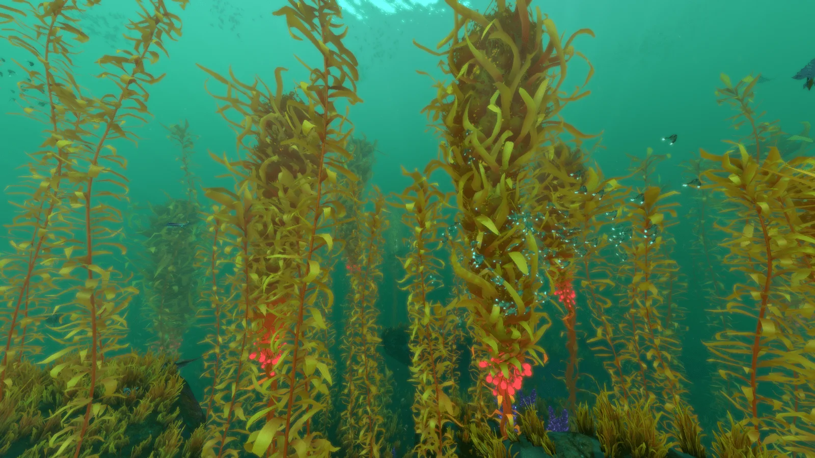 Seaweeds of New Zealand IELTS Reading
