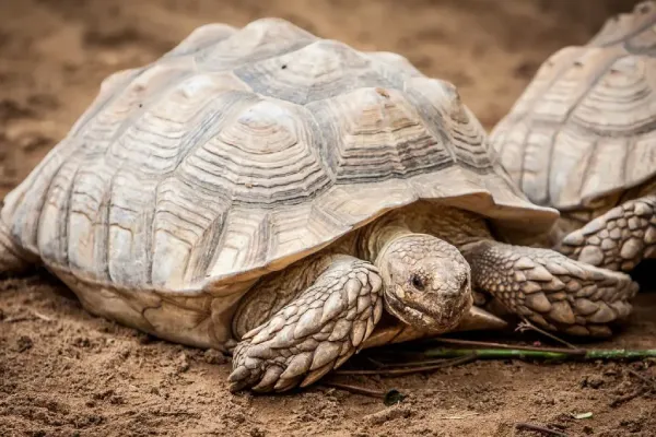 Flying Tortoises IELTS Reading