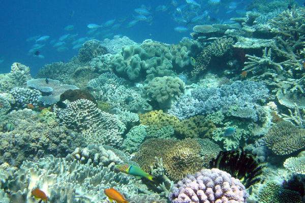 The deep sea IELTS Reading