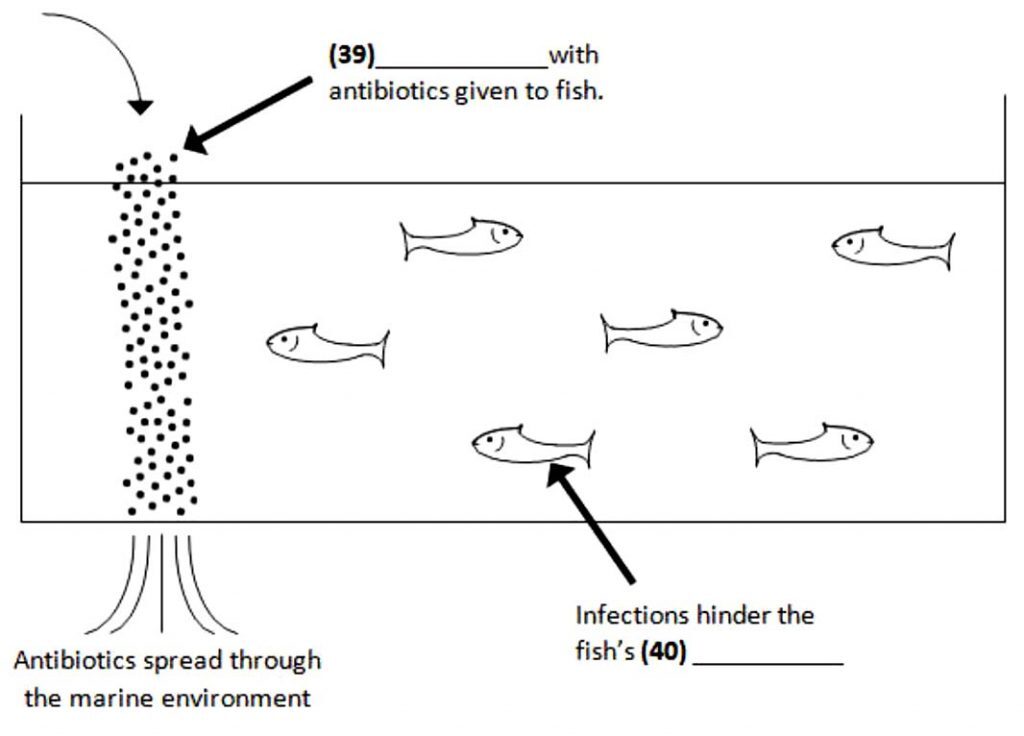 The Misuse of Antibiotics in the Fish Farm Industry