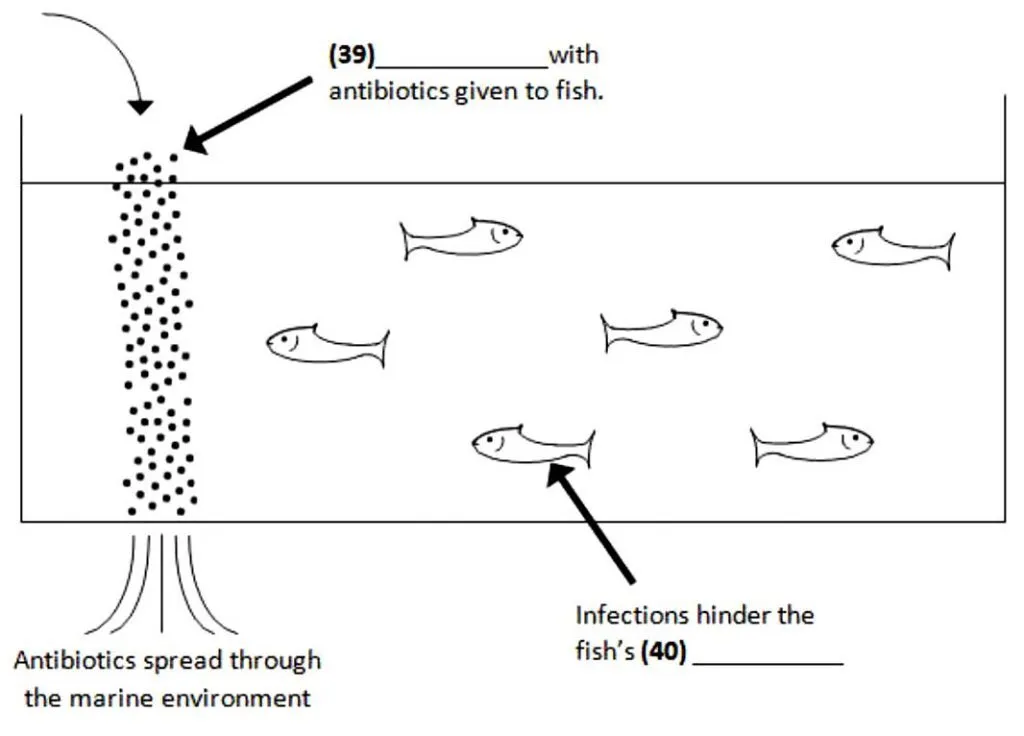 The Misuse of Antibiotics in the Fish Farm Industry