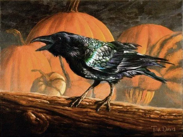 Crows can be craftsmen too IELTS Reading