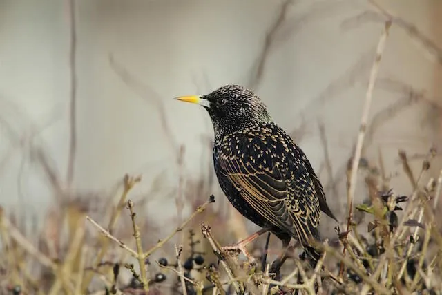The Birds of London IELTS Reading: Vocabulary, Translation & Answer Key