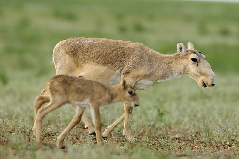 Cambridge IELTS 21 – Test 3, Passage 1: Saving the Saiga Solutions